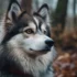 All-White Pomskies: A Comprehensive Guide to This Adorable Breed