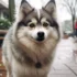 Pomsky vs American Eskimo: Which One Is Right For You?