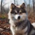 Pomsky Breeders in Arizona: Where to Find Your Furry Friend