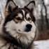 Pomsky: The Perfect Apartment Dog for Small Living Spaces