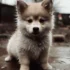 Pomsky Association of America: The Ultimate Resource for All Things Pomskies