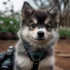 Find Your Perfect Pomsky Companion in Atlanta