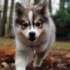 Pomsky vs. Aussie: Which is the Best Mix for You?