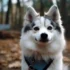 Pomsky Puppies for Sale in Austin, TX