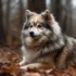 Best Pomsky Names For Your New Furry Friend