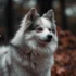American Eskimo Vs Pomsky: Which Is The Better Companion Dog?