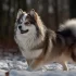 Pomsky Bichon Mix: Understanding the Traits of This Adorable Hybrid