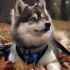 Pomsky Breeders in Arizona: Where to Find the Best Pomskies for Adoption