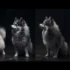 Discover the Best Pomsky Breeders in Bay Area