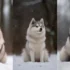 Pomsky Beagle Mix: A Guide to Understanding this Adorable Hybrid