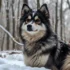 Pomsky Bebe: Your Guide to Raising a Happy and Healthy Pomsky Puppy