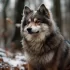 Black and White Pomskies: The Ultimate Guide to This Adorable Breed