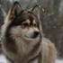 Sable Pomsky: A Guide To This Stunning And Unique Pomsky Mix