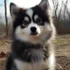Pomsky Bite Force: How it Compares to Other Dog Breeds