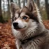 Pomsky Blanc Prix: Combien coûtent les Pomskies blancs ?
