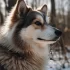 Pomsky Puppies for Sale in Bogota, Colombia