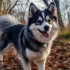10 Things to Know Before Bringing Home a Pomsky Puppy
