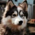 Everything You Need to Know About Blanco Adulto Pomskies
