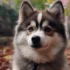 Pomsky Blue: Understanding the Appearance and Size of this Adorable Mix