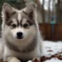 Pomsky Blue Heeler Mix: A Guide to This Unique Designer Dog