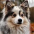 Pomsky Blue Merle: A Guide to Understanding This Unique Breed