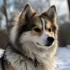 Pomsky Boutique: Where to Find Your Perfect Pomsky Puppy