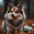 F3 Pomsky Meaning: Understanding The Characteristics Of This Designer Breed