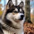 Pomsky Bootsy: Understanding the Personality Traits of This Adorable Mix