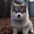 Pomsky Brasil: Your Guide to Pomsky Breeding Standards and Understanding Pomsky Mixes
