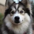 Pomsky Breed Characteristics: Understanding Size, Appearance, and Personality Traits