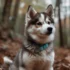 Pomsky Brasil: Your Guide to Pomsky Breeding Standards and Understanding Pomsky Mixes