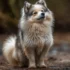 Dakota Pomskies: A Guide To The Adorable Pomsky Breed