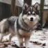 10 Fascinating Pomsky Breed Facts You Need to Know