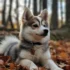 Pomsky Breed Traits: Understanding the Personality, Size and Appearance