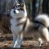 Pomsky Rank: Where do Pomskies Stand in the Dog Breed Hierarchy?