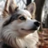 Colorado Pomsky Breeders – Find Your Perfect Pup Today!