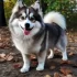 Pomsky Puppies for Sale in Houston, Texas