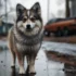 Top Pomsky Breeders in Arizona