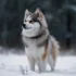 Pomsky Puppies For Sale In Dallas