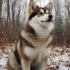Top Pomsky Breeders in Ohio