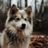 Top Pomsky Breeders in Texas for Healthy and Happy Pomskies