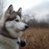 Pomsky Puppies for Sale in Alabama