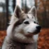 Pomsky Breeders in Arkansas