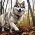 Pomsky Life Expectancy: How Long Do Pomskies Live?