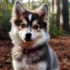 Pomsky Boxer Mix: Everything You Need to Know about this Adorable Hybrid