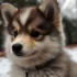 Pomsky Growth and Development: How Big Do Pomskies Really Get?