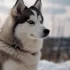 Top Pomsky Breeders in Georgia: Find Your Perfect Furry Companion