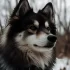 Pomsky Cat Toy: The Best Options for Your Furry Friend