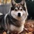 Pomsky Chon: Understanding the Mix of Pomeranian and Bichon Frise