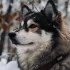 Avoid Scam Pomsky Purchases on eBay